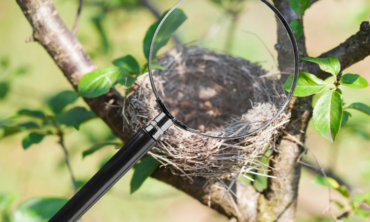 Vogelnest herkennen