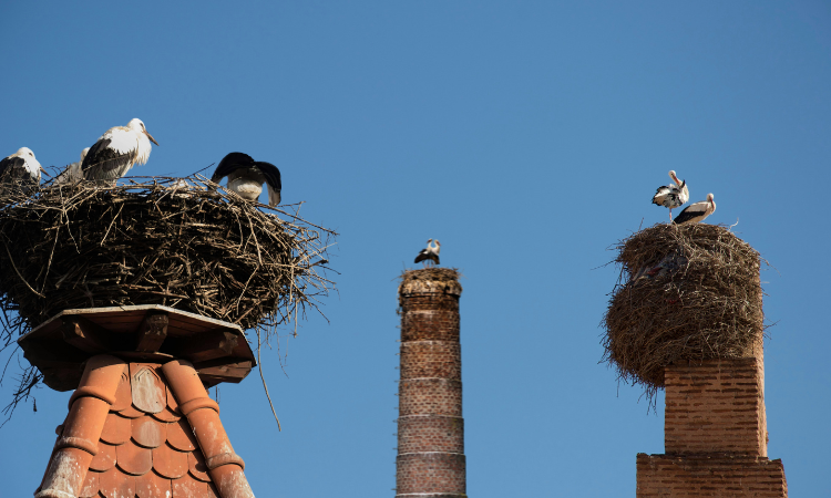 Vogelnest verwijderen